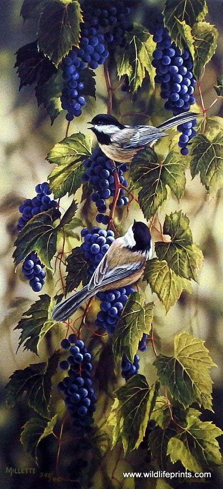 Rosemary Millette Vineyard Chickadees