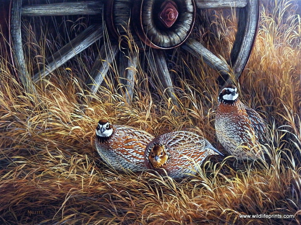 Rosemary Millette Wagon Wheel Bobwhites
