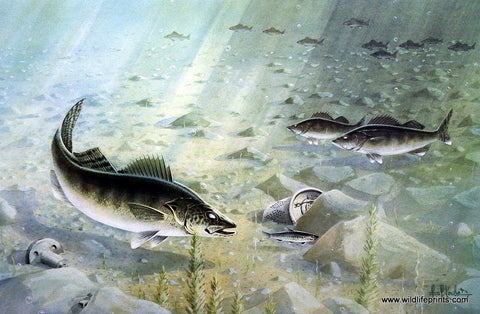 Les Kouba Walleyes Feeding on Flats