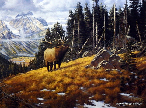 Derk Hansen Elk Wildlife Art Print