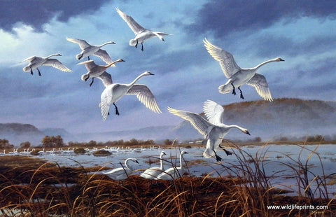 David Maass Weaver Bottoms-Tundra Swans