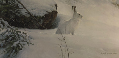 Robert Bateman White on White Snowshoe Hare S/N Art Print