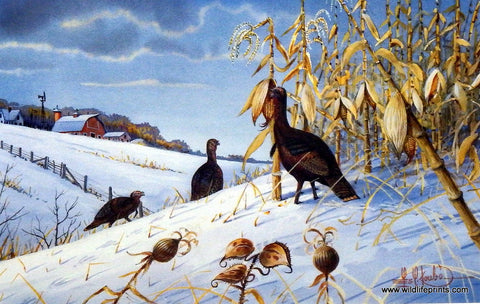 Les Kouba Wild Turkey Feedin'