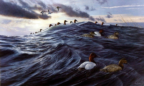 Ron Van Gilder Windward- Canvasback Ducks