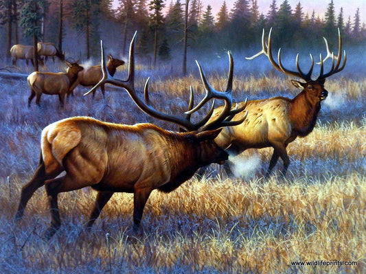 Cynthie Fisher Elk Picture WINNER TAKES ALL