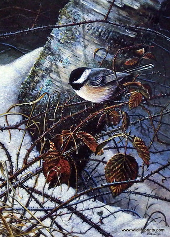 Scott Zoellick Winter Chickadee