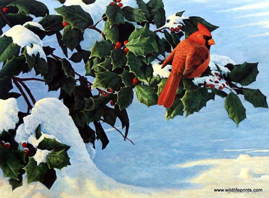 Michael Budden Winter Holly- Cardinal
