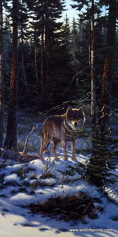 Derk Hansen Wildlife Wolf Art Print