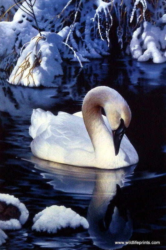 Jerry Gadamus Winter Reflections