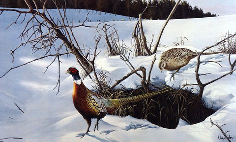 Ron Van Gilder Winter Shadows- Ringneck Pheasants