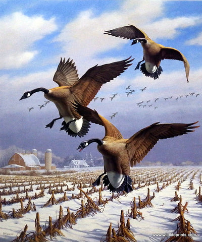 David Maass Winter Wonder-Canada Geese