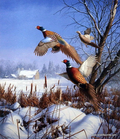 David Maass Winter Wonder-Pheasants