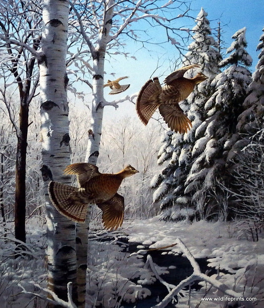 David Maass Wonder Winter Wonder-Ruffed Grouse