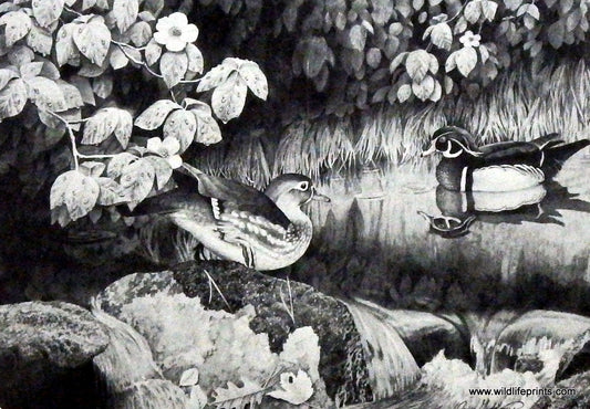 Jerry Gadamus Wood Ducks
