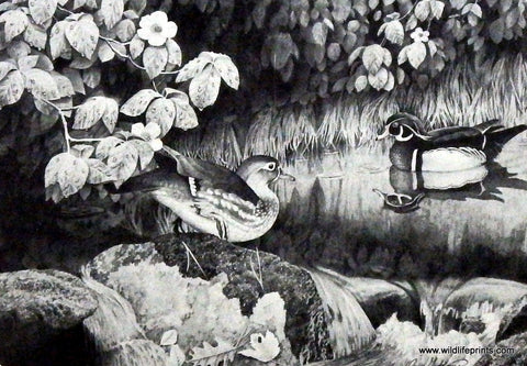 Jerry Gadamus Wood Ducks