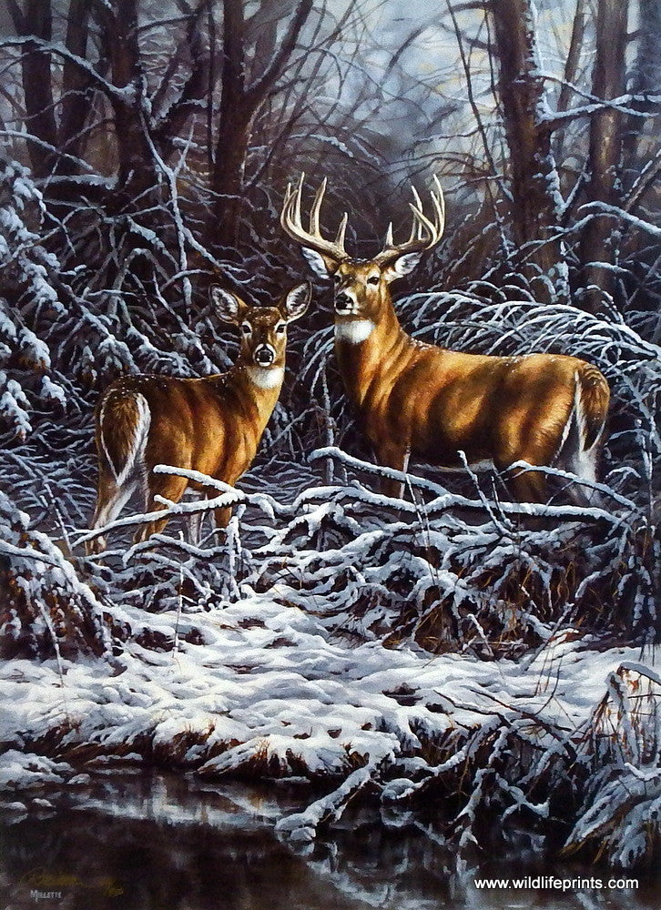 Wildlife Experience  Summer Shadows  Whitetail Deer Doe & Fawn 24x36  Canvas Wrap - Artist Rosemary Millette