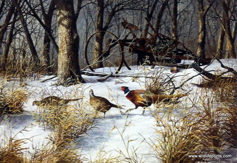 Richard Plasschaert Woodlot Feeding Pheasants