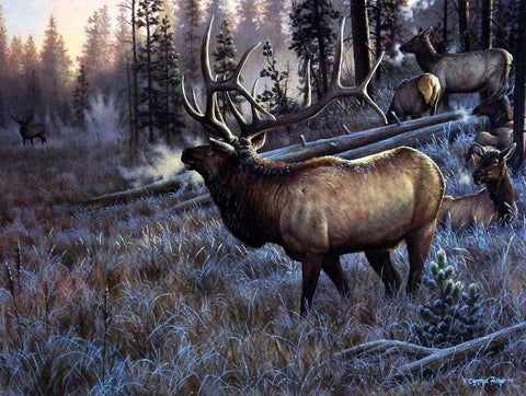 Cynthie Fisher Bull Elk Picture A Worthy Opponent