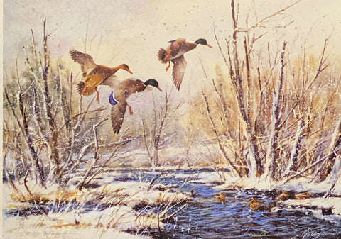 Jim Killen Limited Edition Duck Art Print Snowy Creek Mallards (22x16)