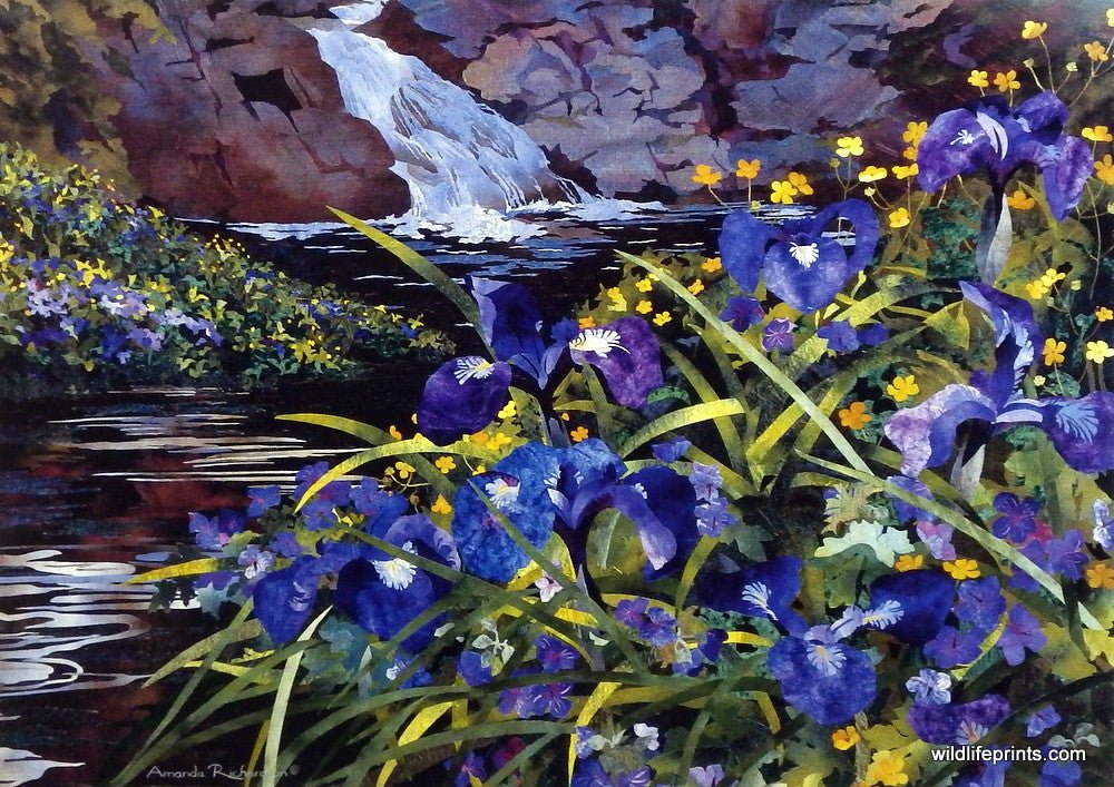 Artist Amanda Richardson Floral Garden Art Print Alaskan Iris Artist Amanda Richardson Floral Garden Art Print Alaskan Iris