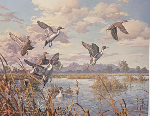 Harry Curieux Adamson S/N Duck Art Print Pintails Taking Flight (22.5"x17.75")