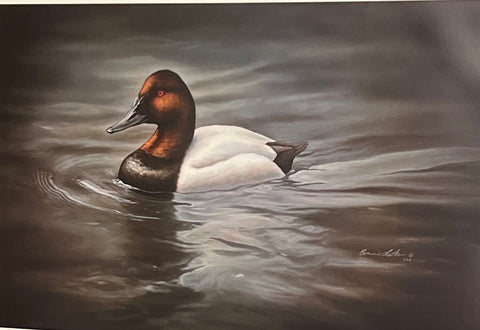 Bonnie Latham Canvasback Duck S/N Art Print Majestic Passage (27.5x18)