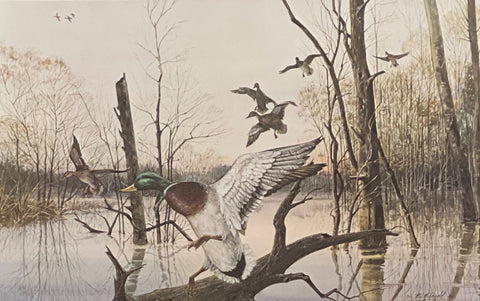 R. J. Ralph McDonald S/N Duck Art Print Green Timber Greenheads with Cert (23.5"x15")