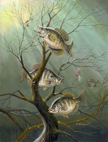 R.J.McDonald Crappie Haven Fishing Art Print