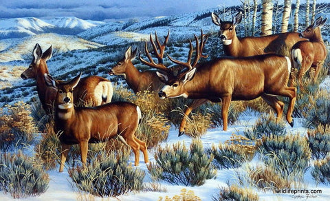 Cynthie Fisher Whitetail Deer Picture LADIES MAN 