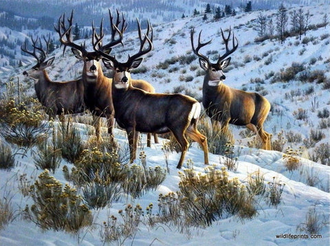 Cynthie Fisher Whitetail Deer Buck Picture MEMBERS ONLY