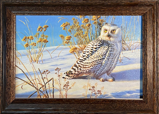 Cynthie Fisher Snowy Owl Art Print-Framed Decorator 14.5 x 10.5
