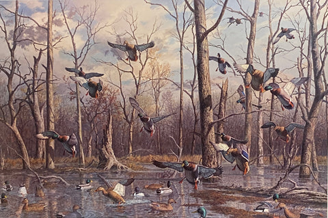 Harry Curieux Adamson S/N Duck Art Print Autumn Tableau-Mallards (25"x16.5")