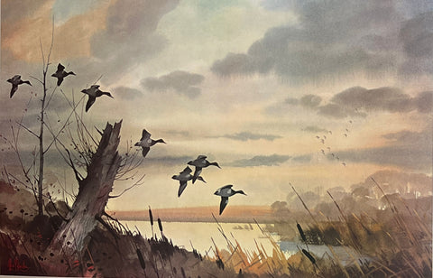 Les Kouba Canvasbacks Canvasbacks to rest Signed Duck Art Print 28 x 18.5