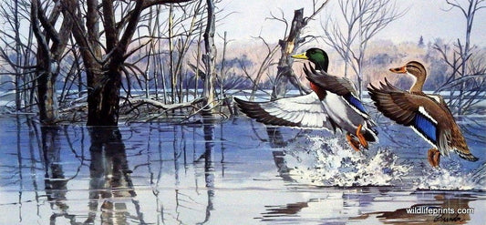 Dave Brandon Backwater Mallard - 21"x10" Open Edition