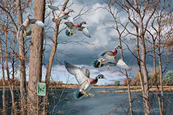 David Maass Fruits of Your Labor Wood Duck S/N Art Print- 24 x 16