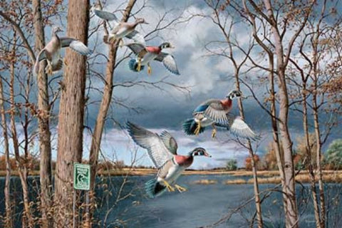 David Maass Fruits of Your Labor Wood Duck S/N Art Print- 24 x 16