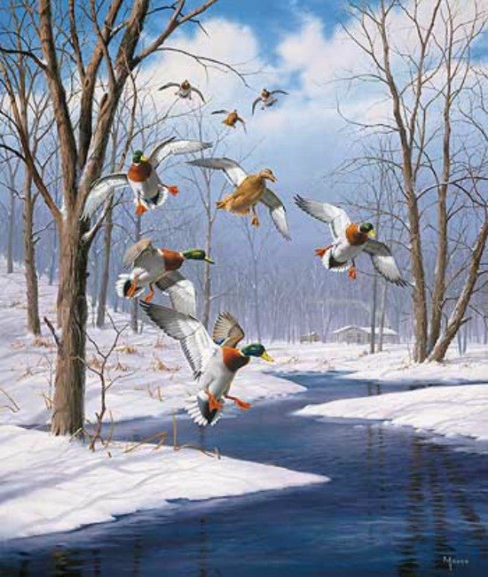 David Maass Winter Wonder Mallards Art Print