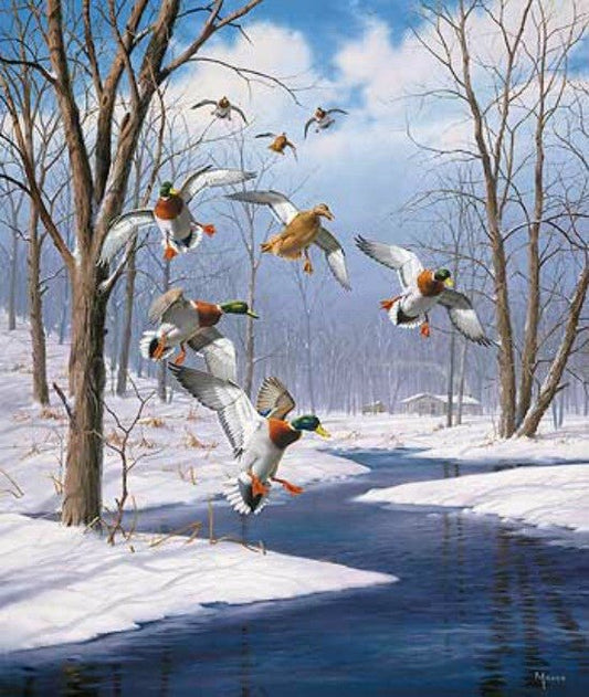 David Maass Winter Wonder Mallards Art Print