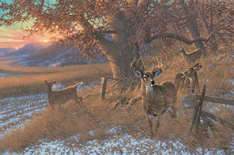 Michael Sieve Down from the Ridge Deer S/N Canvas