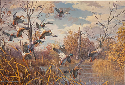 Harry Curieux Adamson October Interlude Mallards S/N Art Print