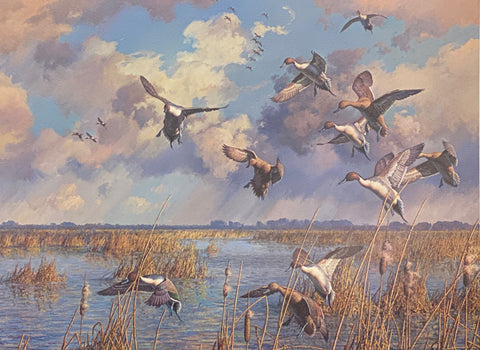 Harry Curieux Adamson S/N Duck Art Print After the Storm-Pintails (23.25"x17.7.5")