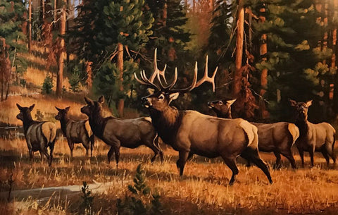 Gary Moss  Hesitant Harem S/N Elk Art Print