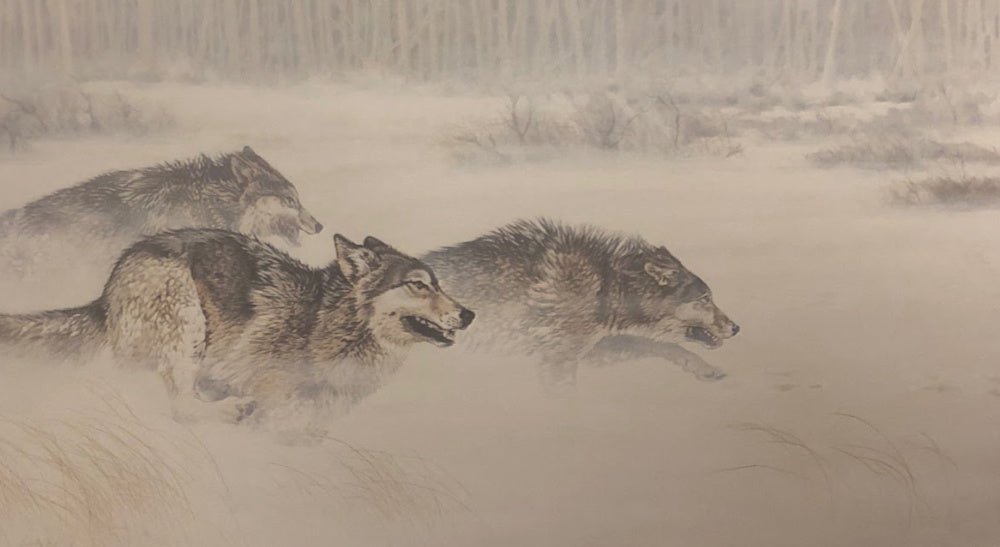 Guy Coheleach 30 Yards and Closing Fast Wolf Print