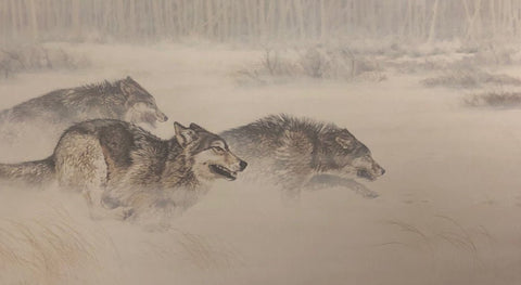 Guy Coheleach 30 Yards and Closing Fast Wolf Print