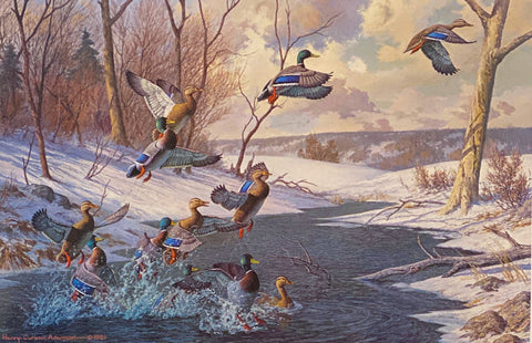 Harry Adamson Startled Mallards S/N Waterfowl Art Print 25 x 16.5