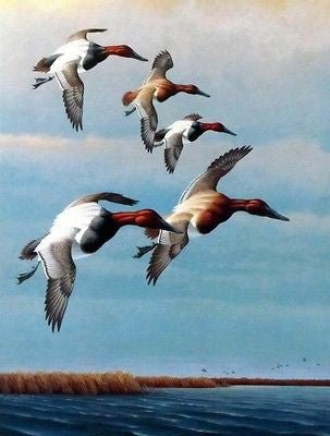 Harry Antis- Windriders Duck print