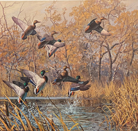 Harry Curieux Adamson Pulling out Mallards S/N Art Print