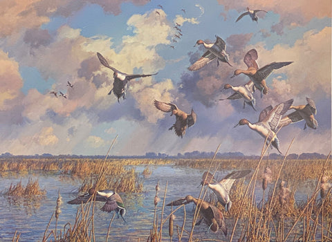 Harry Curieux Adamson S/N Duck Art Print After the Storm-Pintails (23.25"x17.7.5")