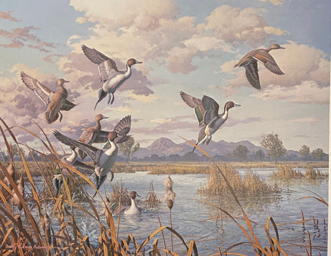 Harry Curieux Adamson S/N Duck Art Print Pintails Taking Flight (22.5"x17.75")