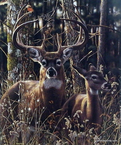 Jay Kemp Woodland Shadows